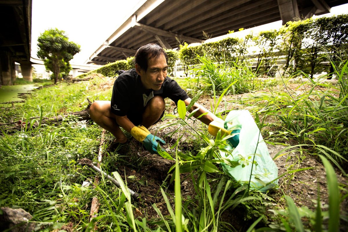 ปลูกต้นไม้