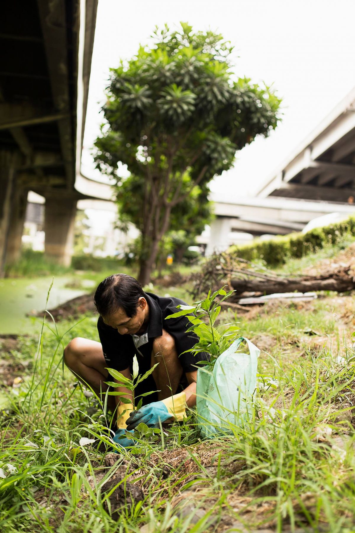 ปลูกต้นไม้