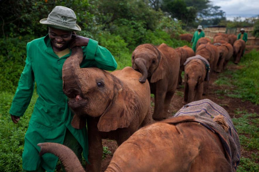 ภาพถ่ายสัตว์ป่า