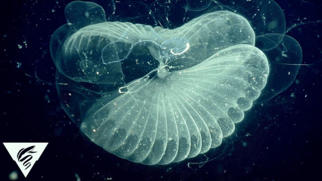 ขยะมหาสมุทร