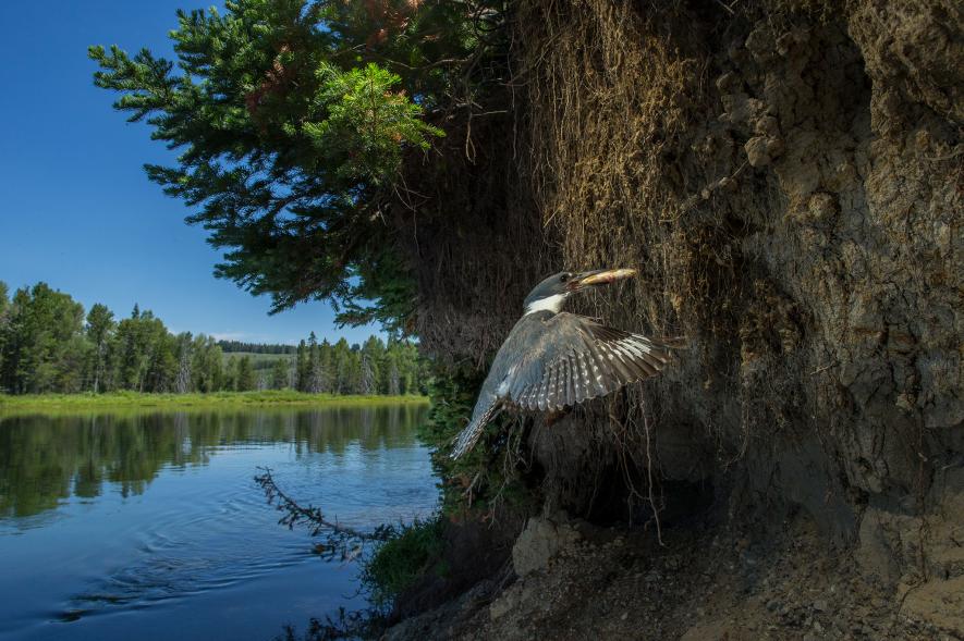 ภาพนกสวยๆ