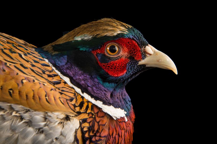 ภาพนกสวยๆ