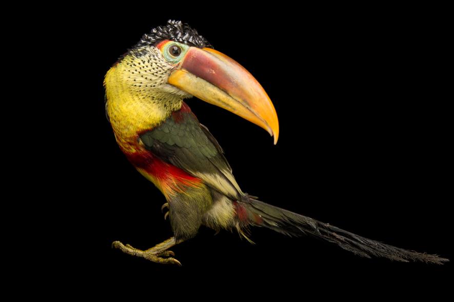 ภาพนกสวยๆ