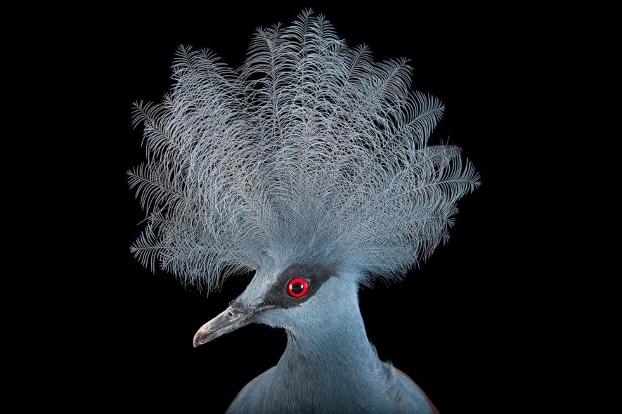 ภาพนกสวยๆ