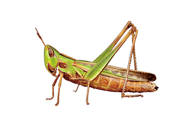 แมลงกินได้ แมลงกินได้